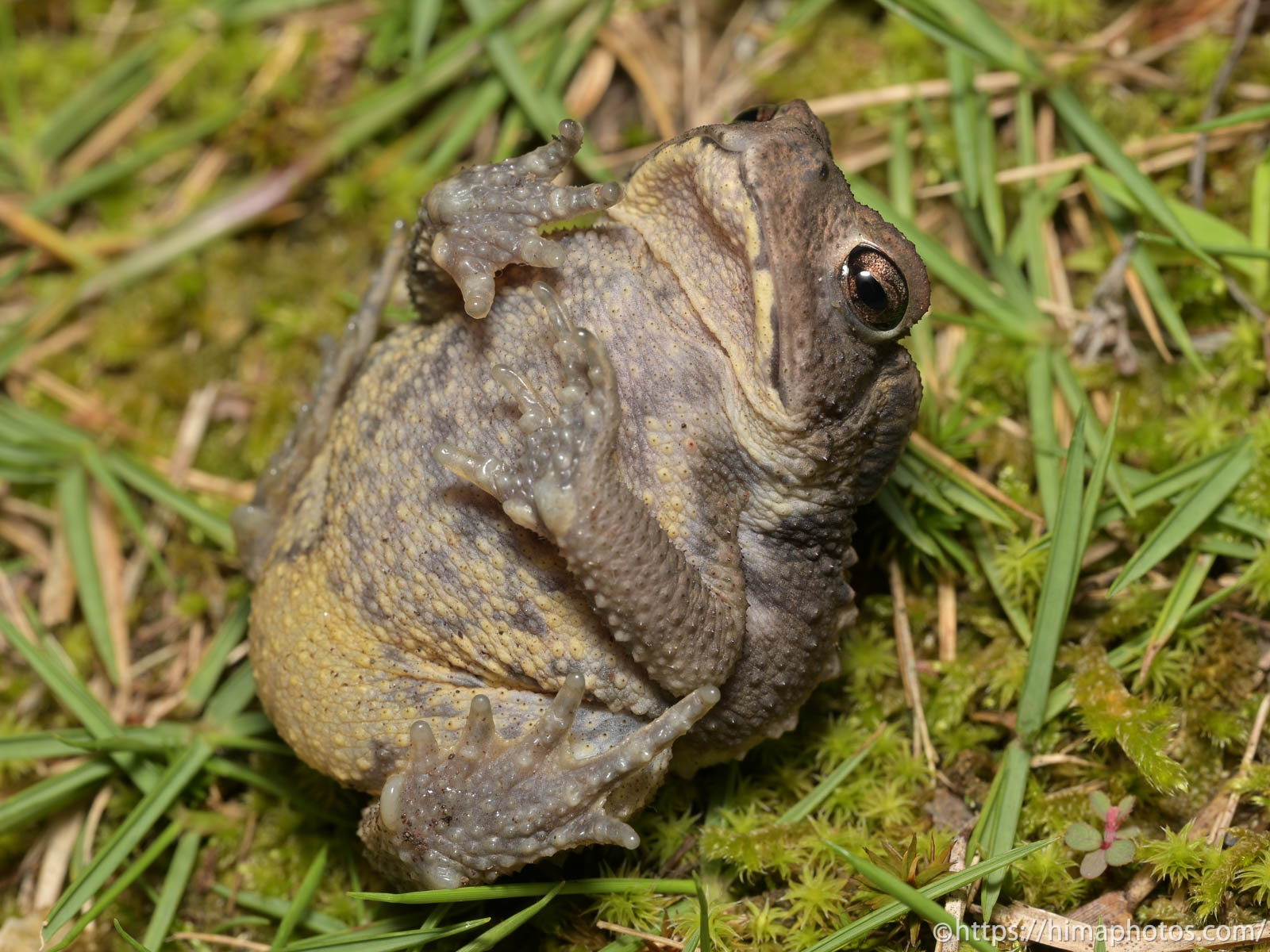 ひっくり返ったヒキガエル