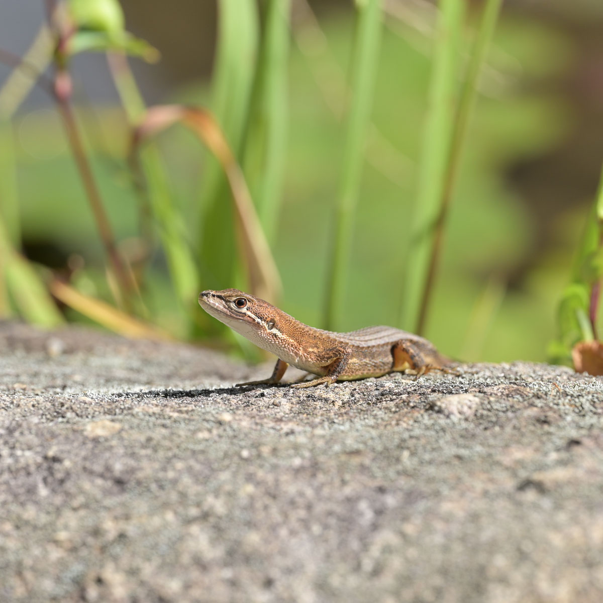 ニホンカナヘビ